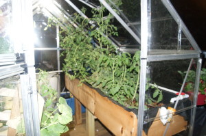 fish in the tank I'm Growing Food In My City Back Yard With Aquaponics