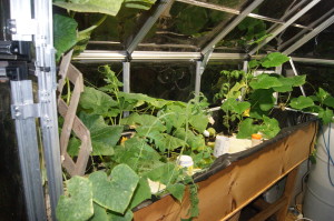 right grow bed I'm Growing Food In My City Back Yard With Aquaponics